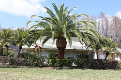 Tree Service